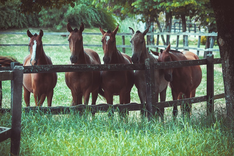 Hoe fok je paarden?