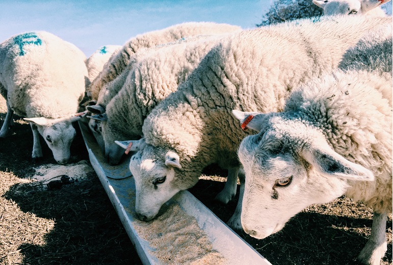 Hoe voer je schapen? - Wat geef je schapen te eten?