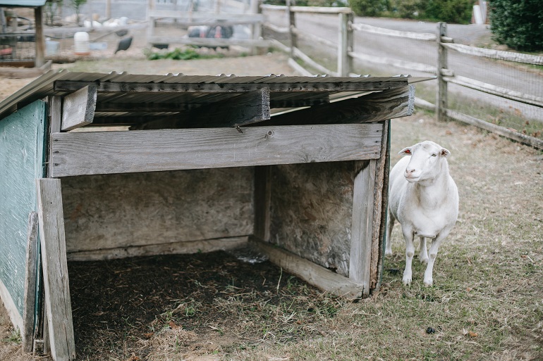 Huisvesting van schapen - Hoeveel ruimte heeft een schaap nodig?