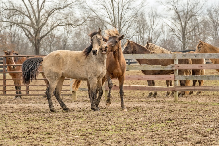Paardenmest productie en omgaan met mest - Wat doen jullie met paardenmest?