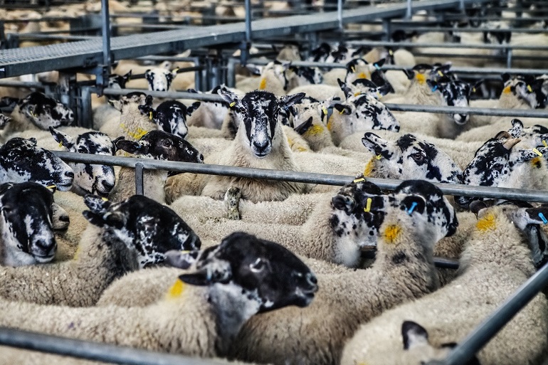Productie van schapenmelk – Wat levert schapenmelk op – Hoe melk je een schaap met de hand Productie van schapenmelk - Wat levert schapenmelk op? - Hoe melk je een schaap met de hand?