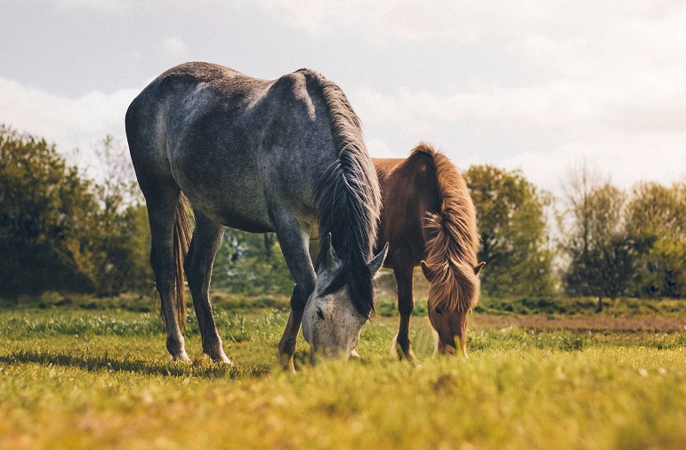 Vraag en antwoord over paarden