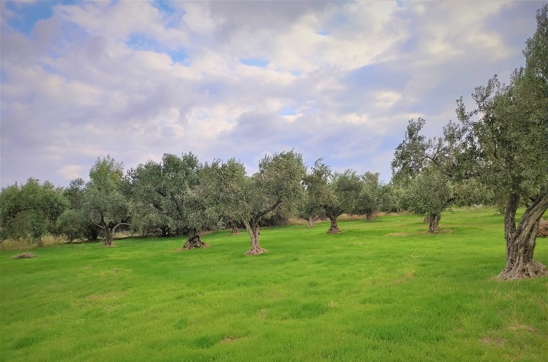 Κλάδεμα Αποκατάστασης Ελιάς από Παγετό ή Πυρκαγιά