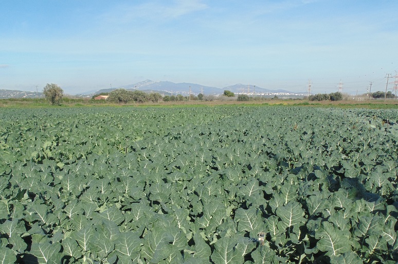 Broccoli kweken voor winst – Broccoli commercieel kweken - Hoe wordt broccoli gekweekt?