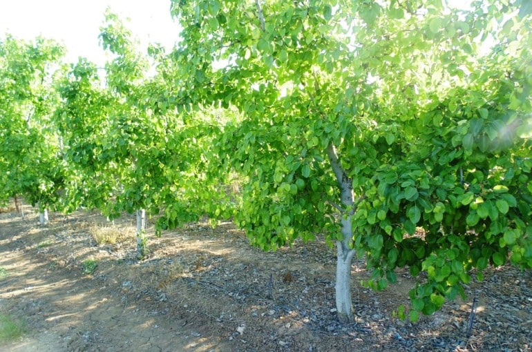 Coltivazione a scopo commerciale di alberi di pero