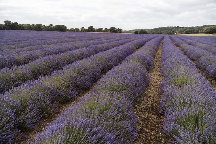 Coltivazione di lavanda a scopo commerciale