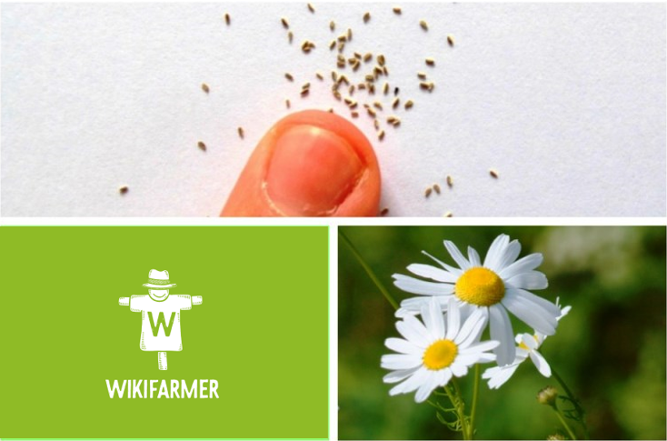 Echte Kamille kweken uit zaad en planten - Hoe plant je kamille? - Hoe plant kamille zich voort?
