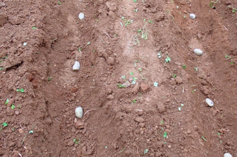 Hoe teel je aardappels? - Wat heeft een aardappel nodig om te groeien?