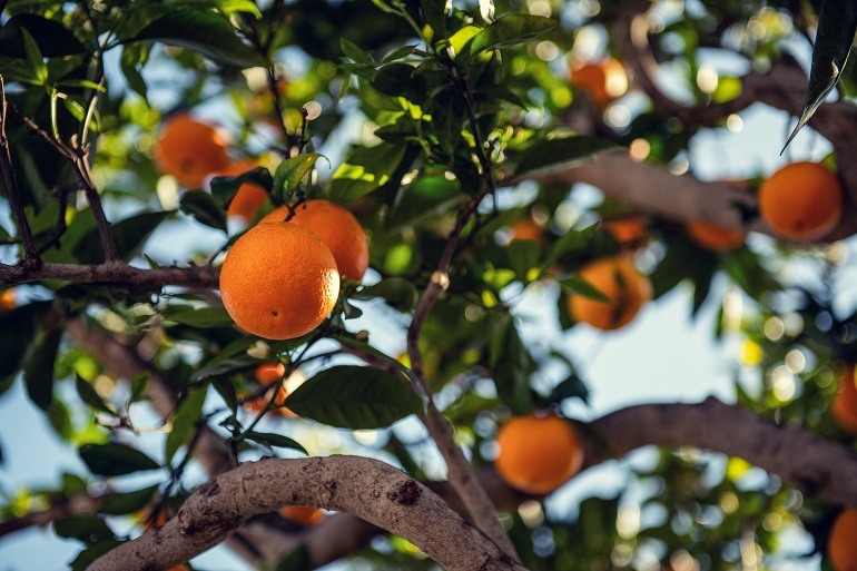 Informazioni sull'albero di arance