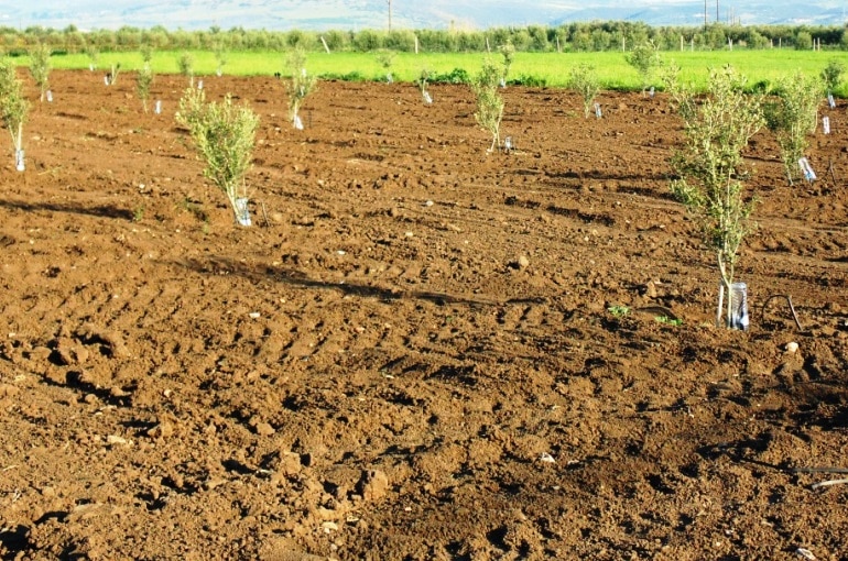 Olijfbomen planten
