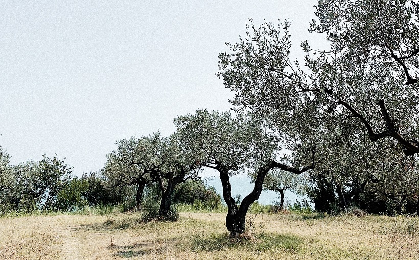 Potatura dell'olivo