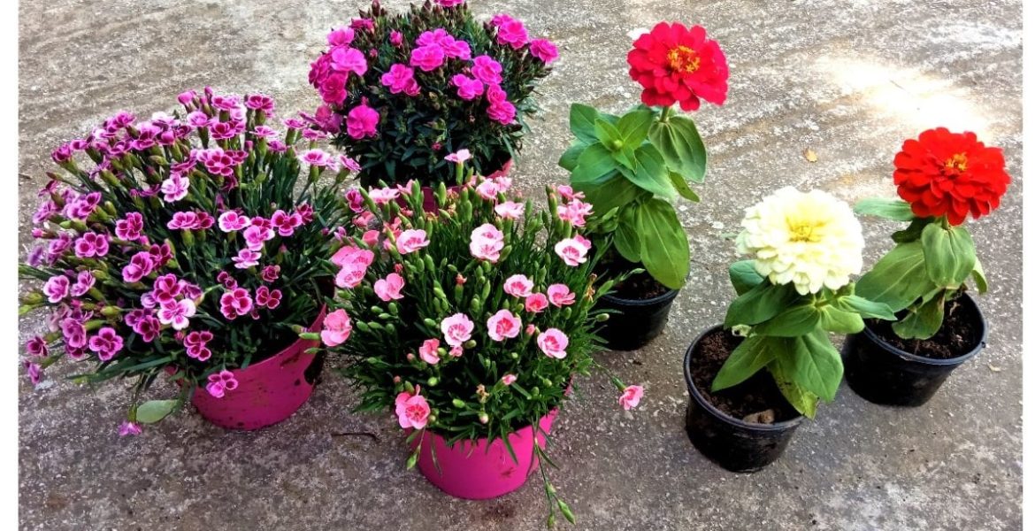 Zinnia e Garofano – semina e cura Zinnia e Garofano - semina e cura