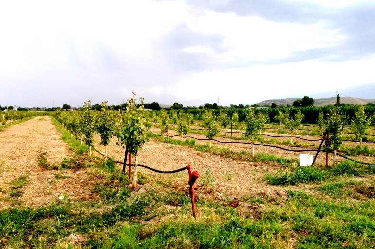 Come piantare alberi di pero