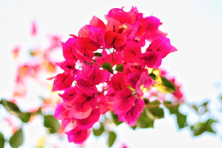 Βougainvillea in Töpfen