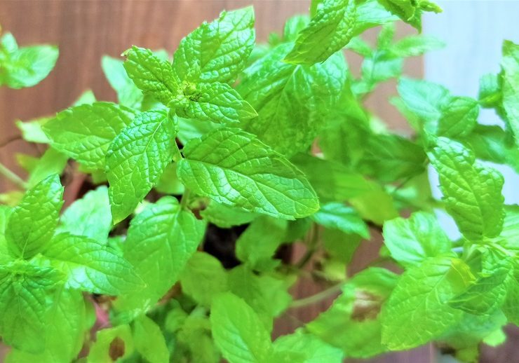 在我们的后院种植留兰香 在我们的后院种植留兰香