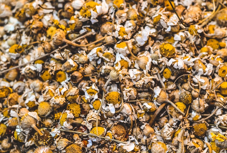 德国洋甘菊的收获 德国洋甘菊的收获