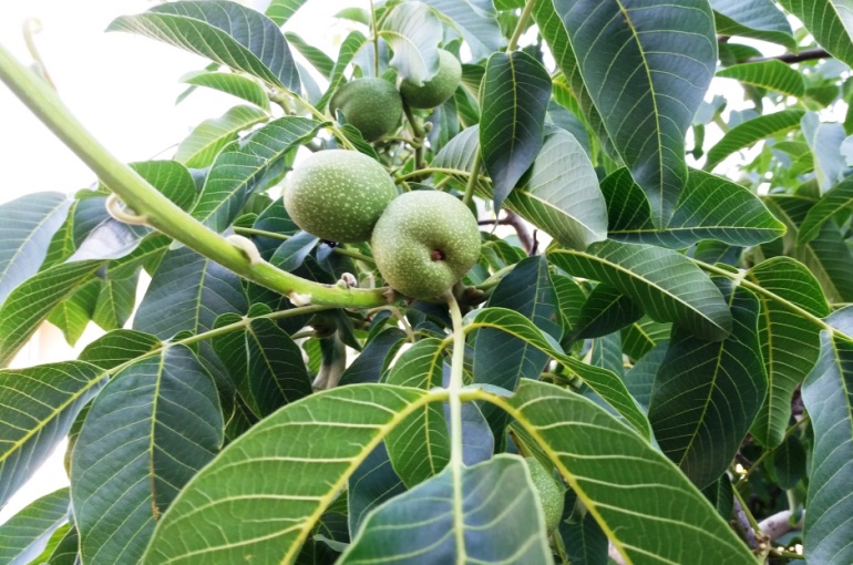 核桃树信息