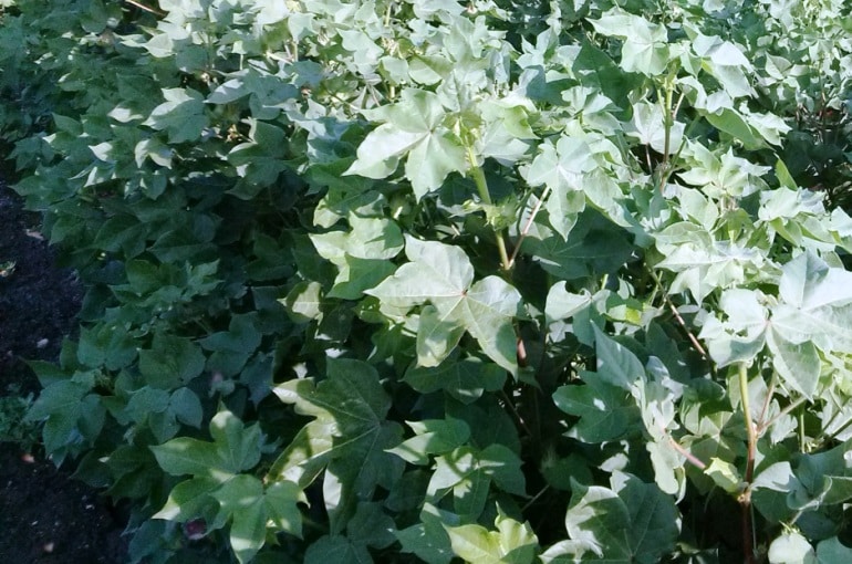 棉花的杂草控制