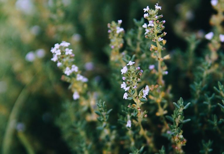 百里香植物信息 百里香植物信息