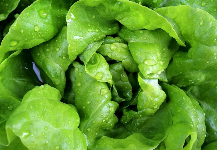 12 Incredibili benefici per la salute derivanti dal consumo di lattuga
