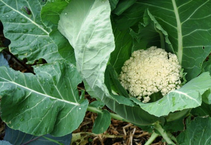 Come coltivare facilmente il cavolfiore a casa - Coltivazione del cavolfiore nel cortile