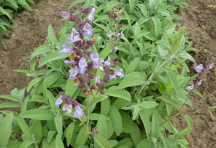 Come coltivare la salvia comune - Per principianti