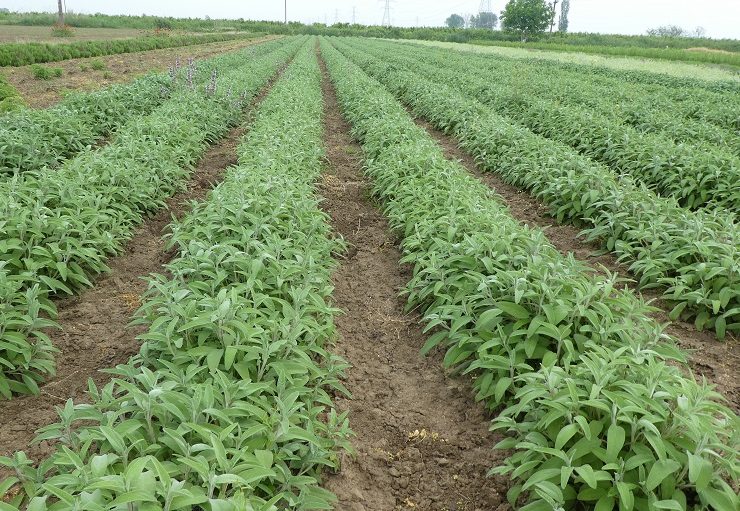 Come coltivare la salvia comune a scopo commerciale - Produzione commerciale di salvia comune