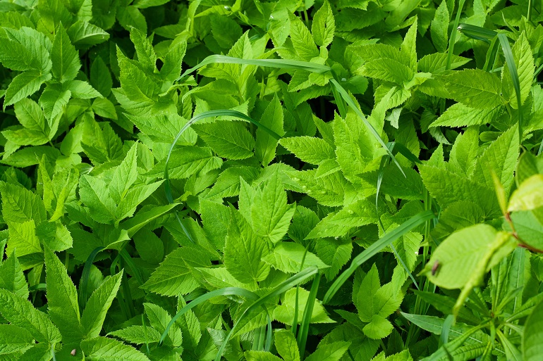 Controllo delle infestanti di menta piperita