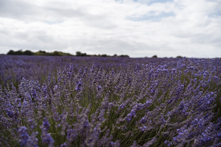 Lavendel-Düngemittelbedarf - Lavendel düngen