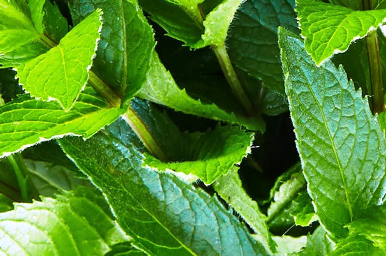 Materiale vegetale di menta piperita e resa di olio essenziale