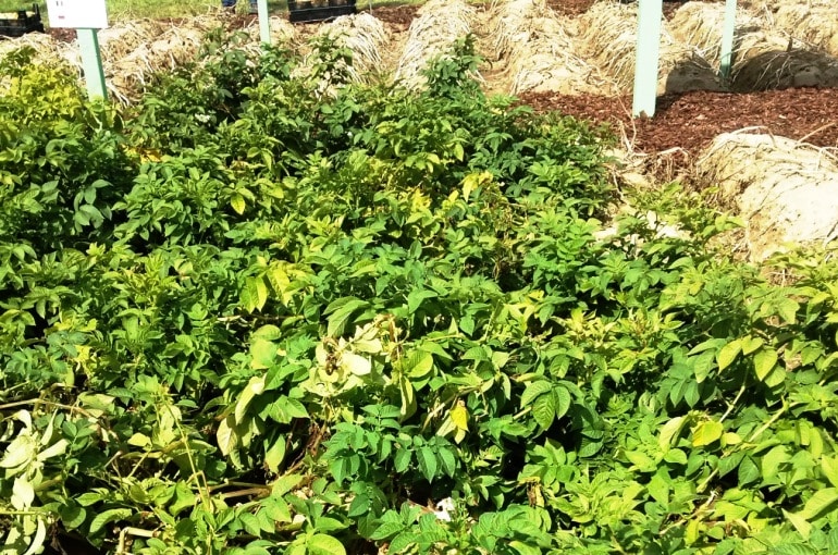 种植马铃薯以实现盈利