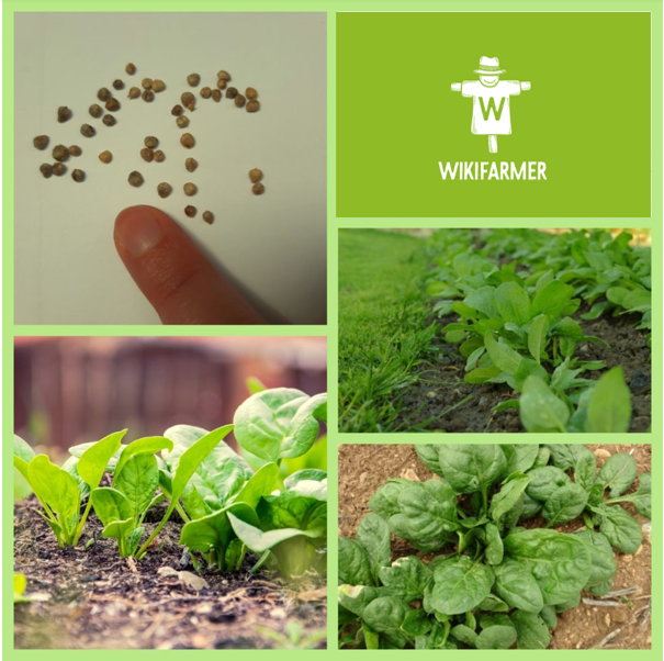 如何种植菠菜-从播种到收获