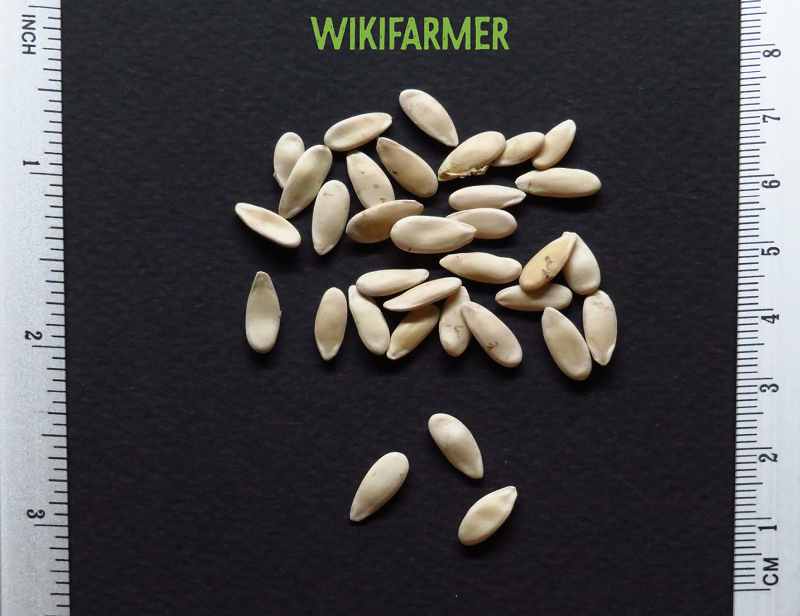 Cucumis adzhur - Cucumber seeds