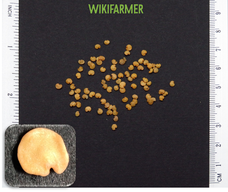 Solanum melongena - Eggplant long black seeds