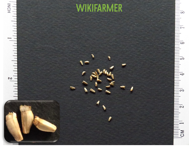 Cichorium endivia crispum - Endive seeds