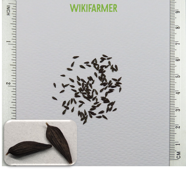 Lactuca sativa - Lettuce seeds