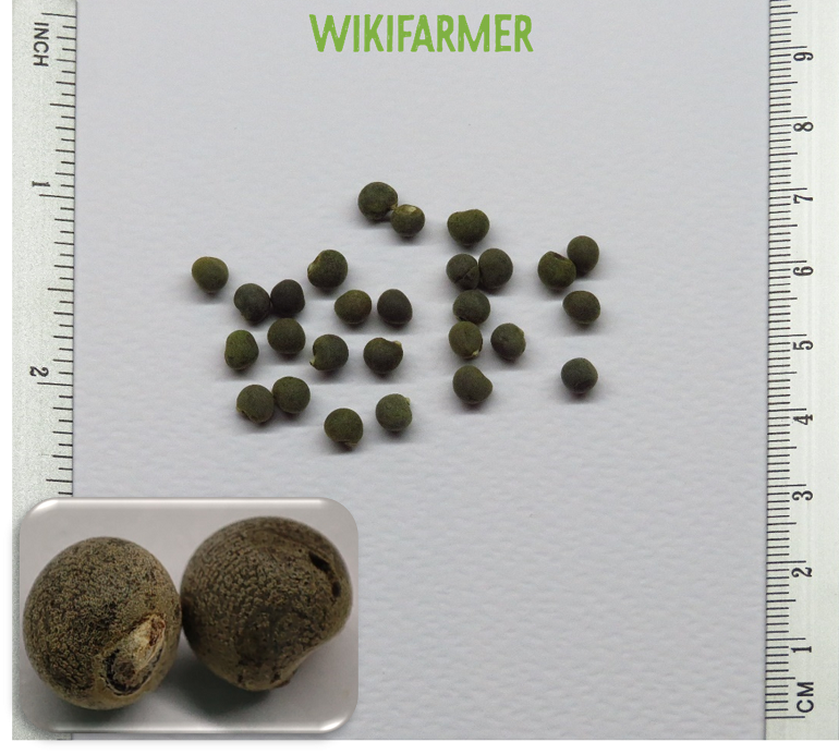 Hibiscus esculentus - Okra seeds