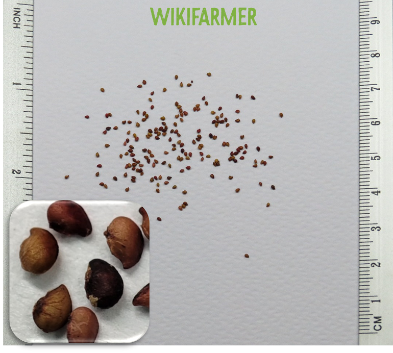 Fragaria x Ananassa - Strawberry seeds