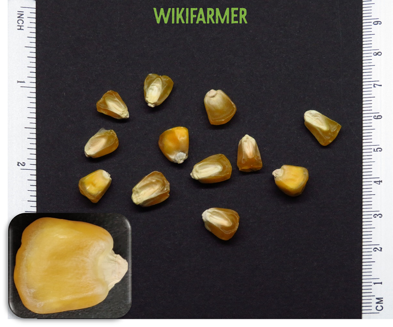 Zea mays convar. saccharata - Sweet Corn seeds
