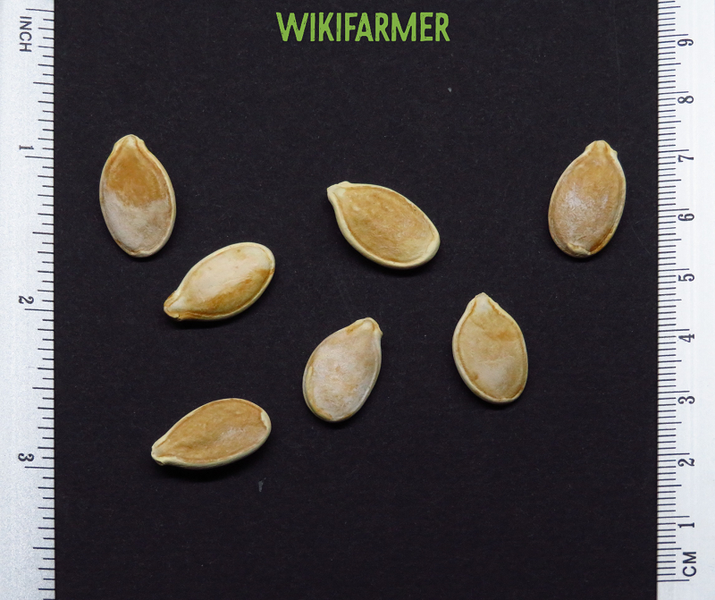 Cucurbita maxima - Pumpkin seeds