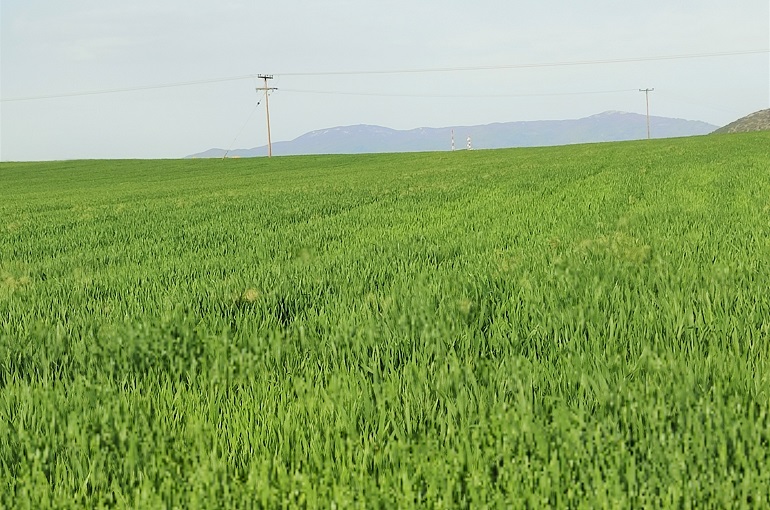 Παράσιτα και Ασθένειες στην Καλλιέργεια Σιταριού