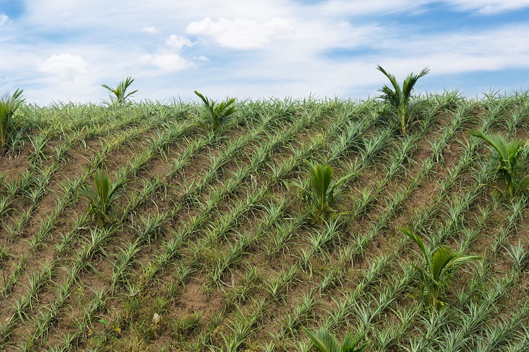 ¿Qué es el cultivo intercalado y por qué es mejor que el monocultivo?