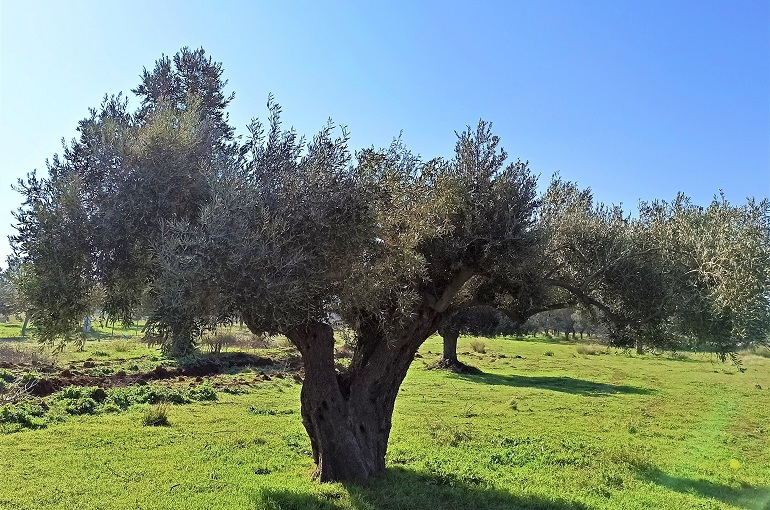 Τι είναι η παρενιαυτοφορία Τι είναι η παρενιαυτοφορία;