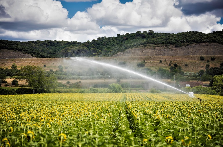 farm with the sunflowers field ري دوار الشمس
