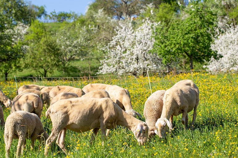 Sheep in spring in the pasture 윤환 방목(Rotational Grazing)은 무엇이며, 초지 윤환 방목(Adaptive Multi-paddock Grazing)이란 무엇인가?