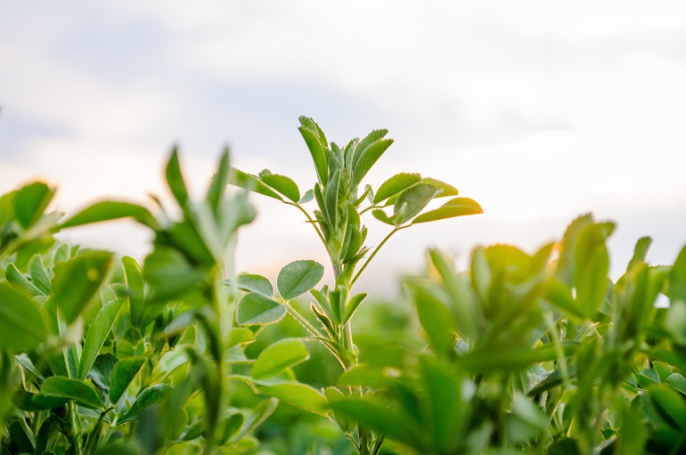 Lucerne (Medicago sativa) small plants in early spring 재생 농업(Regenerative Agriculture)이란 무엇인가?
