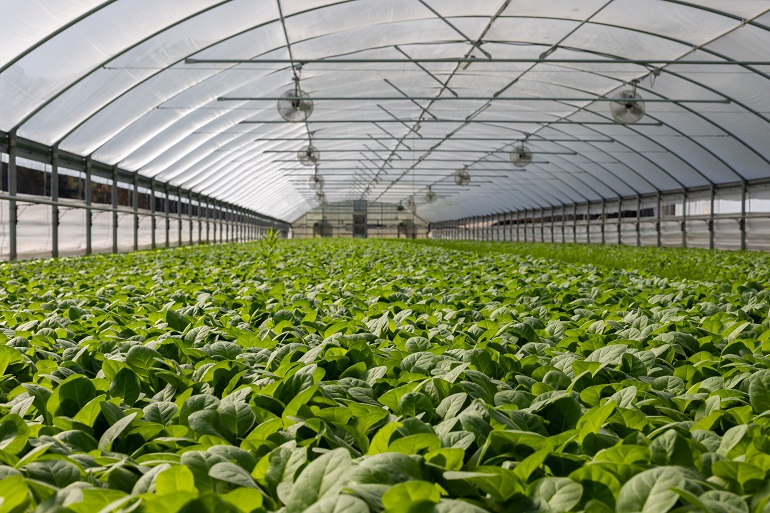 환경 제어식 농업(Controlled Environment Agriculture, CEA)은 무엇인가 환경 제어식 농업(Controlled Environment Agriculture, CEA)은 무엇인가?