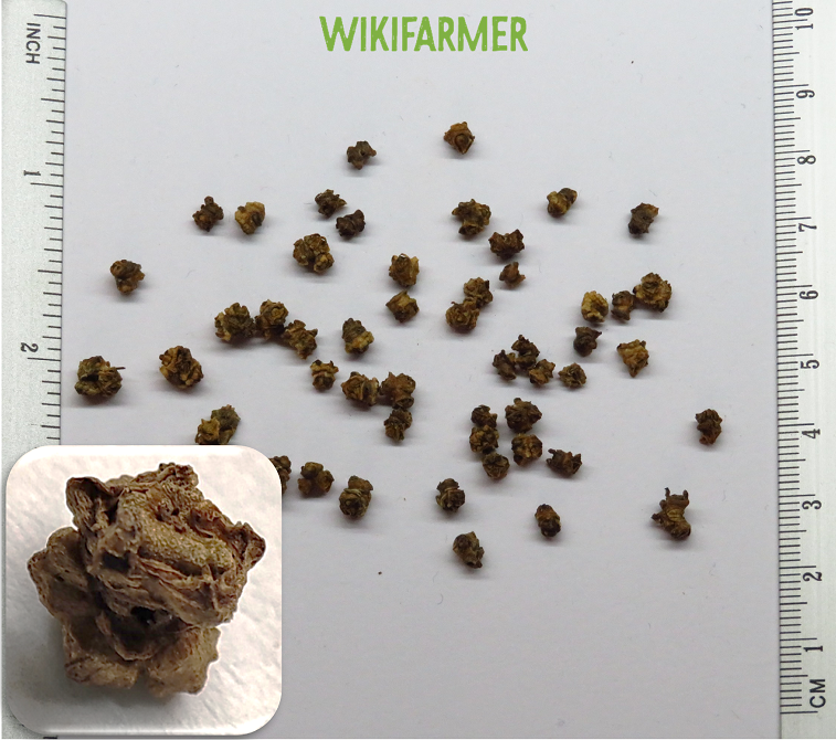 Beta vulgaris L. - graines de Betterave