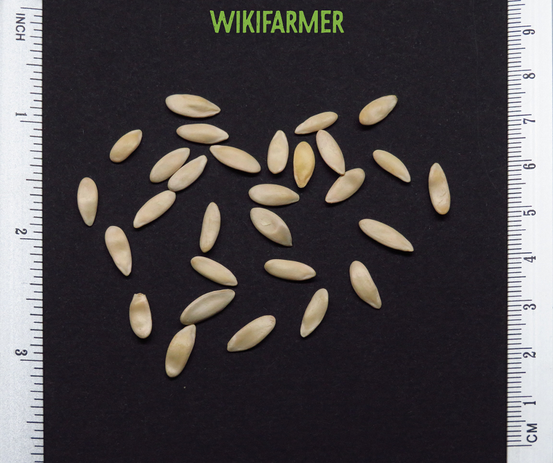 Cucumber persica-قثاءبذور Cucumber persica - قثاءبذور