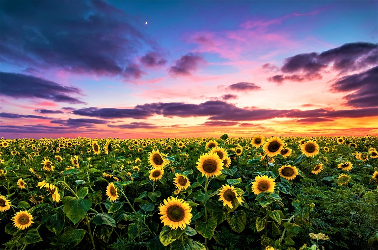 La historia del girasol